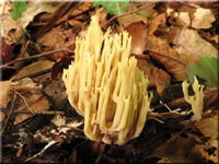 Steife Koralle - Ramaria stricta