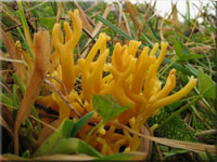 Gelbe Wiesenkoralle - Ramariopsis citrina