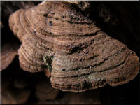 Rotbrauner Borstenscheibling - Hymenochaete rubiginosa