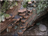 Rotbrauner Borstenscheibling - Hymenochaete rubiginosa