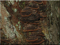 Muschelfrmiger Feuerschwamm - Phellinus conchatus