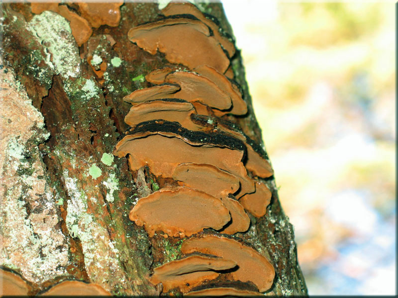 Muschelf�rmiger Feuerschwamm - Phellinus conchatus
