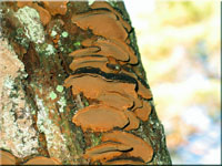 Muschelfrmiger Feuerschwamm - Phellinus conchatus