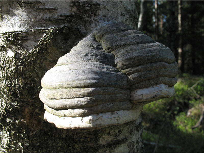 Gemeiner Feuerschwamm - Phellinus igniarius
