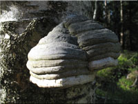 Gemeiner Feuerschwamm - Phellinus igniarius