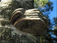 Gemeiner Feuerschwamm - Phellinus igniarius