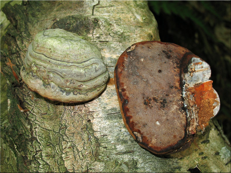 Gemeiner Feuerschwamm - Phellinus igniarius