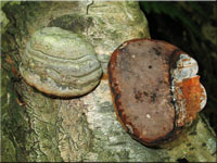 Gemeiner Feuerschwamm - Phellinus igniarius