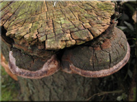 Pflaumen-Feuerschwamm - Phellinus tuberculosus