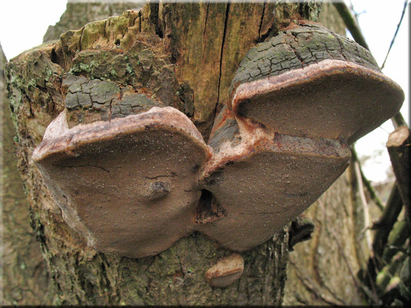 Pflaumen-Feuerschwamm - Phellinus tuberculosus