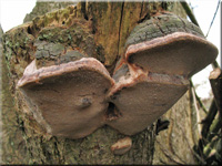 Pflaumen-Feuerschwamm - Phellinus tuberculosus