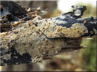 Zweifarbiger Harz-Rindenpilz - Resinicium bicolor