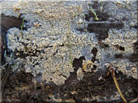 Schmalsporiger Zähnchenrindenpilz - Alutaceodontia alutacea