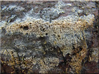 Schmalsporiger Zähnchenrindenpilz - Alutaceodontia alutacea