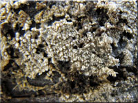 Schmalsporiger Zähnchenrindenpilz - Alutaceodontia alutacea