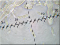 Schmalsporiger Zähnchenrindenpilz - Alutaceodontia alutacea