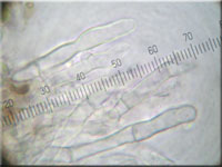 Schmalsporiger Zähnchenrindenpilz - Alutaceodontia alutacea