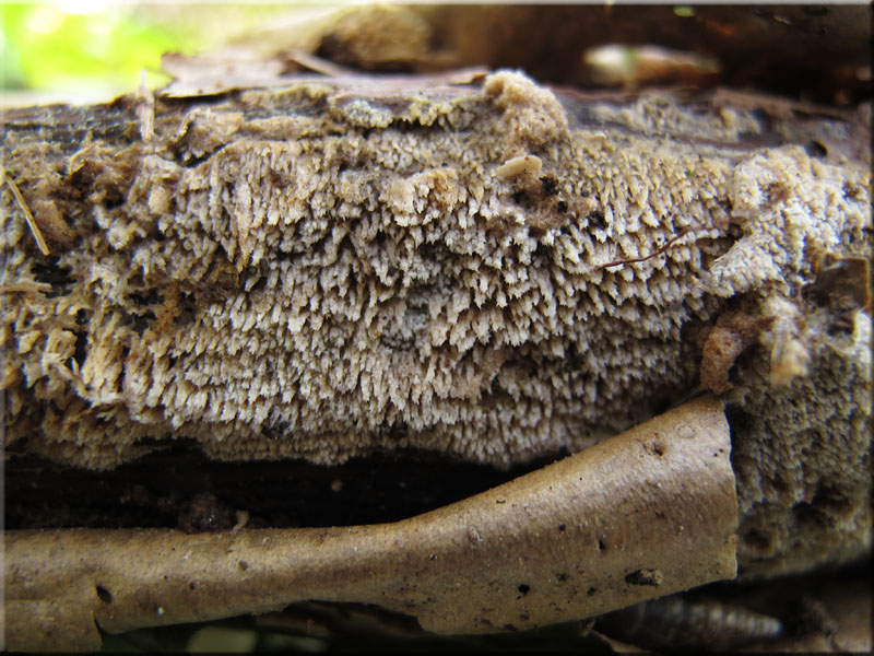 Jupiterbart - Hyphodontia barba-jovis