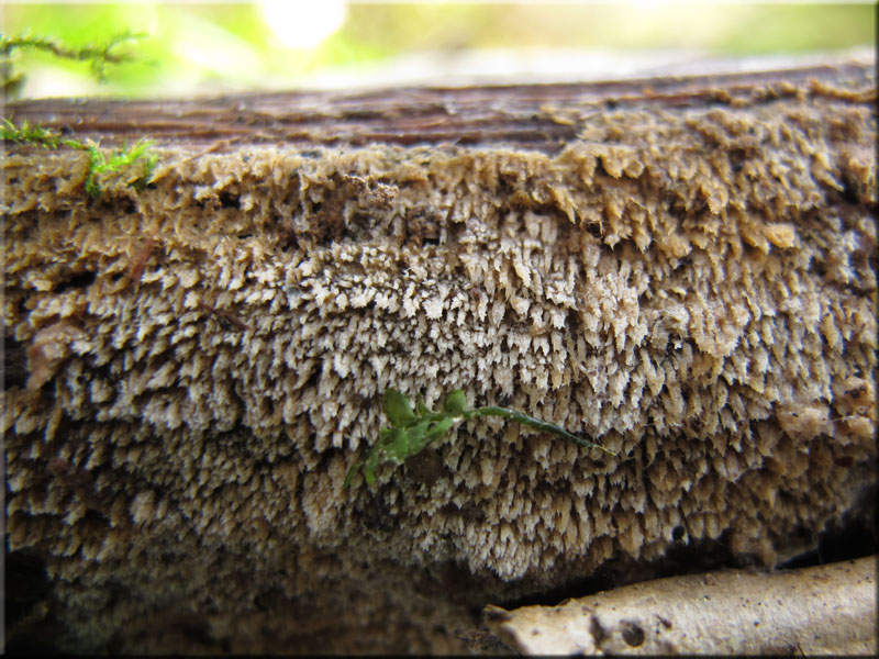Jupiterbart - Hyphodontia barba-jovis