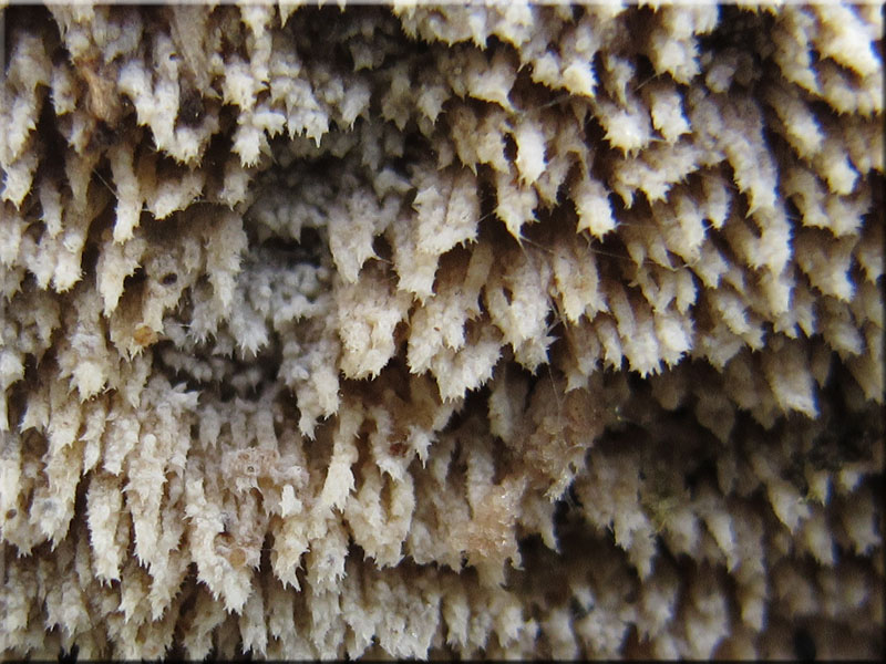 Jupiterbart - Hyphodontia barba-jovis