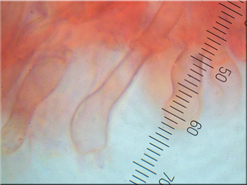 Jupiterbart - Hyphodontia barba-jovis