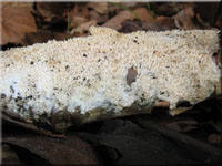 Veränderlicher Spaltporling - Schizopora paradoxa