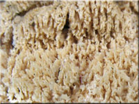 Vernderlicher Spaltporling - Schizopora paradoxa