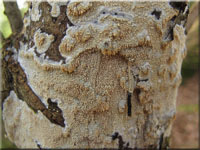 Eichen-Zähnchenrindenpilz - Xylodon quercinus