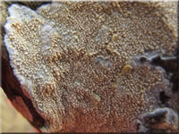 Eichen-Zähnchenrindenpilz - Xylodon quercinus