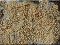 Eichen-Zähnchenrindenpilz - Xylodon quercinus