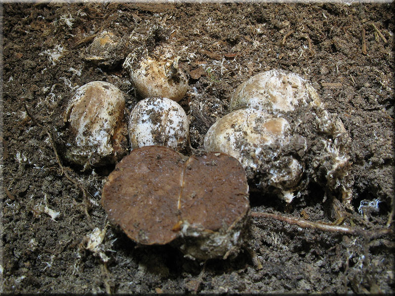 Rotfleischige Schwanztrffel - Hysterangium pompholyx