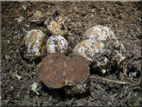 Helmlingsschimmel - Spinellus fusiger