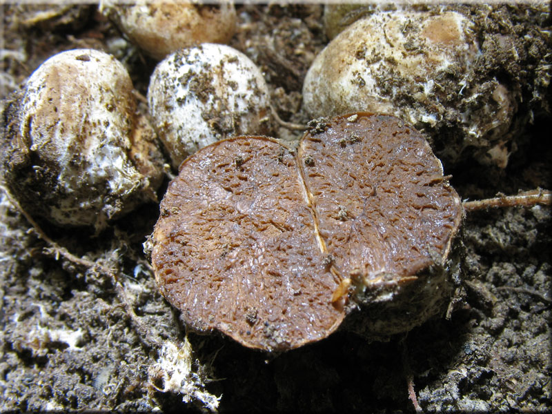 Rotfleischige Schwanztrffel - Hysterangium pompholyx