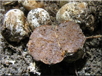 Rotfleischige Schwanztrffel - Hysterangium pompholyx