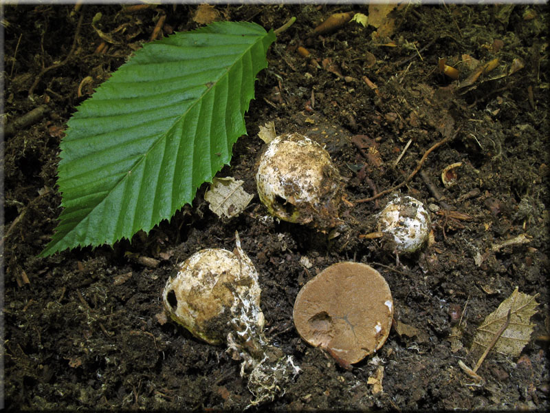 Rotfleischige Schwanztr�ffel - Hysterangium pompholyx