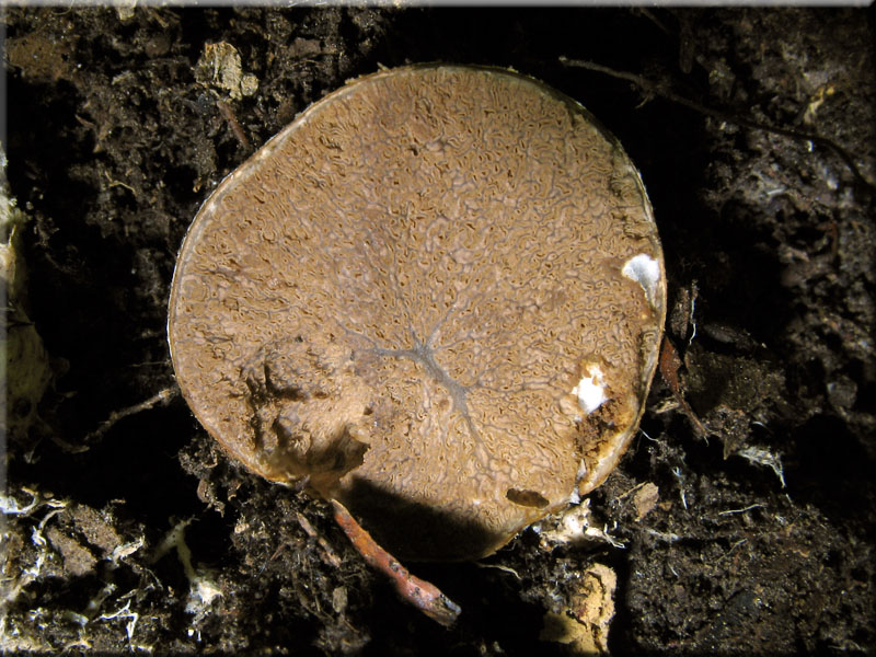 Rotfleischige Schwanztr�ffel - Hysterangium pompholyx