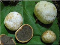 Rissige Schwanztrffel - Hysterangium stoloniferum