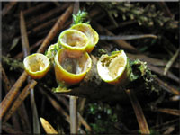 Gemeiner Tiegelteuerling - Crucibulum laeve