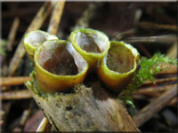 Gemeiner Tiegelteuerling - Crucibulum laeve