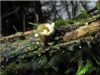 Gemeiner Tiegelteuerling - Crucibulum laeve