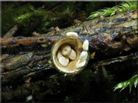 Gemeiner Tiegelteuerling - Crucibulum laeve