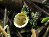 Gemeiner Tiegelteuerling - Crucibulum laeve