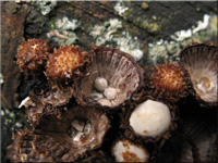 Gestreifter Teuerling - Cyathus striatus