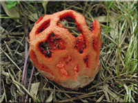 Roter Gitterling - Clathrus ruber