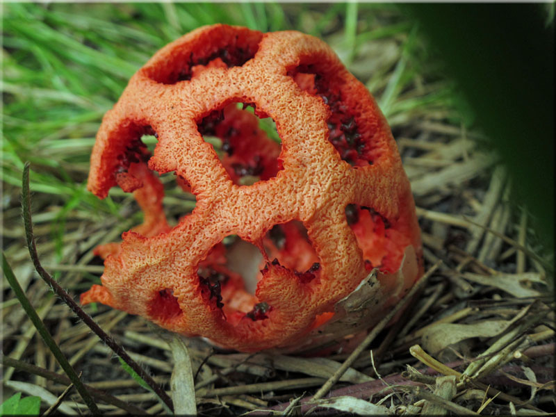 Roter Gitterling - Clathrus ruber