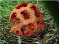 Roter Gitterling - Clathrus ruber