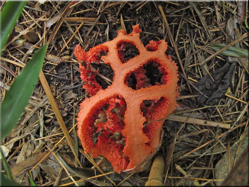 Roter Gitterling - Clathrus ruber