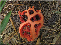 Roter Gitterling - Clathrus ruber