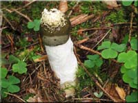 Stinkmorchel - Phallus impudicus