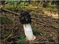 Stinkmorchel - Phallus impudicus